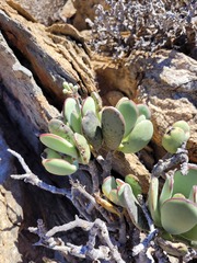 Cotyledon