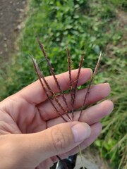 Dichanthium annulatum papillosum