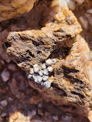 Conophytum stevens-jonesianum