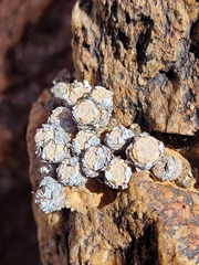 Conophytum stevens-jonesianum
