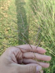 Dichanthium annulatum annulatum