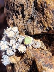 Conophytum stevens-jonesianum