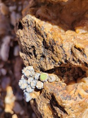 Conophytum stevens-jonesianum