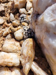 Conophytum stevens-jonesianum