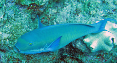 Chlorurus microrhinos