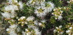 Melaleuca lanceolata