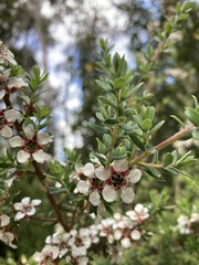 Leptospermum lanigerum