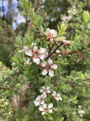 Leptospermum lanigerum
