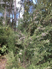 Leptospermum lanigerum