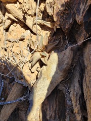 Haworthiopsis tessellata