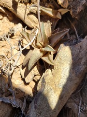 Haworthiopsis tessellata