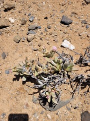Hartmanthus pergamentaceus