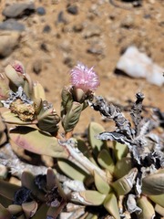 Hartmanthus pergamentaceus