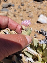 Hartmanthus pergamentaceus
