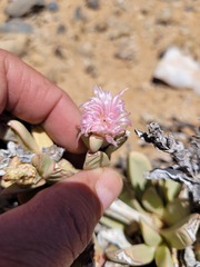 Hartmanthus pergamentaceus