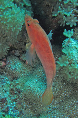 Cephalopholis spiloparaea