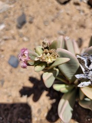 Hartmanthus pergamentaceus