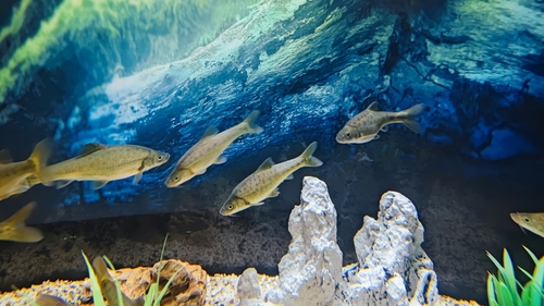 Goudlijn-grotbarbeel (Sinocyclocheilus grahami) — Cyprinidae — 4