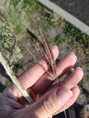 Dichanthium annulatum papillosum