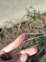 Dichanthium annulatum papillosum