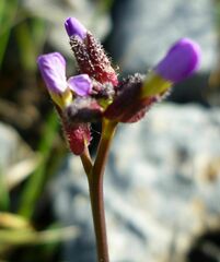 Arabis verna