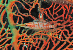 Oxycirrhites typus