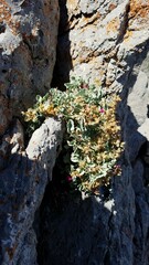 Penstemon petiolatus