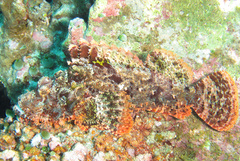 Scorpaenopsis oxycephalus