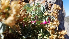 Penstemon petiolatus