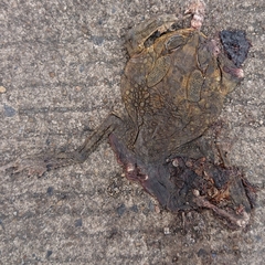 Duttaphrynus melanostictus