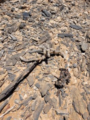 Monsonia multifida