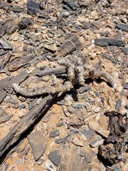 Monsonia multifida