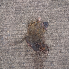 Duttaphrynus melanostictus