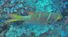Monotaxis heterodon