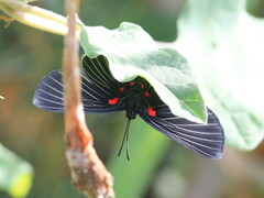 Melanis cephise