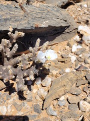Monsonia multifida