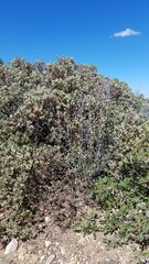 Arctostaphylos pringlei