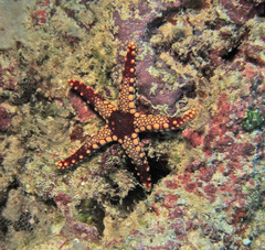 Fromia heffernani