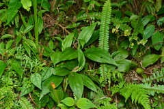 Goodyera procera