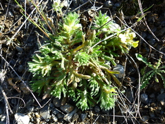 Ajuga chamaepitys