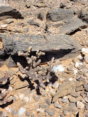 Monsonia multifida