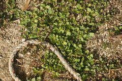 Alternanthera pungens