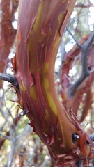 Arctostaphylos pringlei
