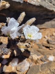 Monsonia multifida