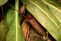 Nepenthes mirabilis