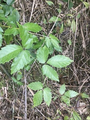 Tetrastigma hemsleyanum