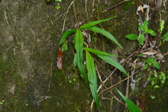 Bletilla formosana