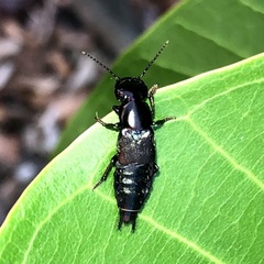 Antimerus punctipennis