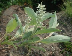 Salix glauca