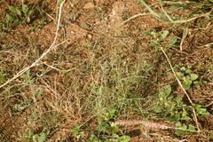 Eragrostis barrelieri